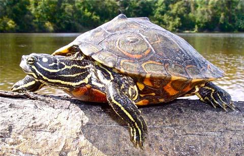 Conservation Biology of Freshwater Turtles and Tortoises: A Compilation Project of Emydidae the IUCN/SSC Graptemys Tortoise and Freshwater oculifera Turtle Specialist Group 033.1 A.G.J. Rhodin, P.C.H.