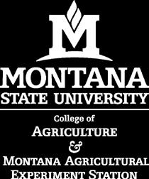 We have tried to coincide ram drop off with MSU Ag week and the sheep advisory committee meeting November 6 th.