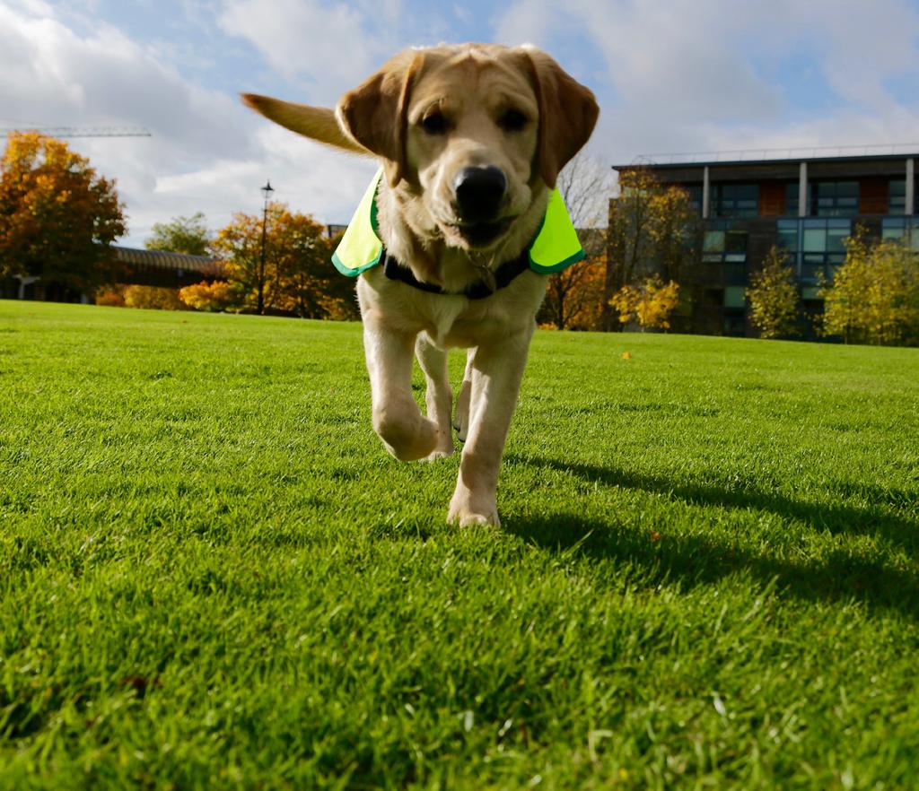 We know that together we can change lives. Working in partnership with your organisation, Irish Guide Dogs will ensure that your needs are met and you gain maximum benefit from this great opportunity.
