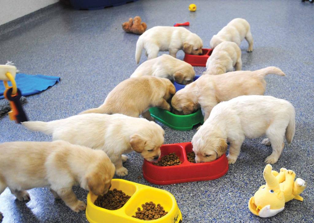 The 'A' litter enjoying breakfast It started with... one incredible dog All our litters are organised alphabetically.