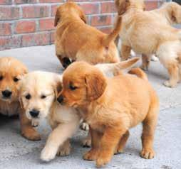 develop coping skills and encourage the pups confidence to grow. 6-8 WKS Puppies are put into volunteers homes in pairs for 1 week.