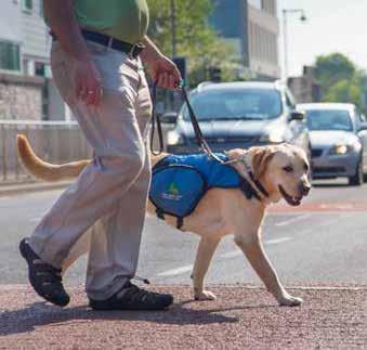 Trainers work with the dogs where they learn clicker training encouraging them to think for themselves; taught how to cross roads