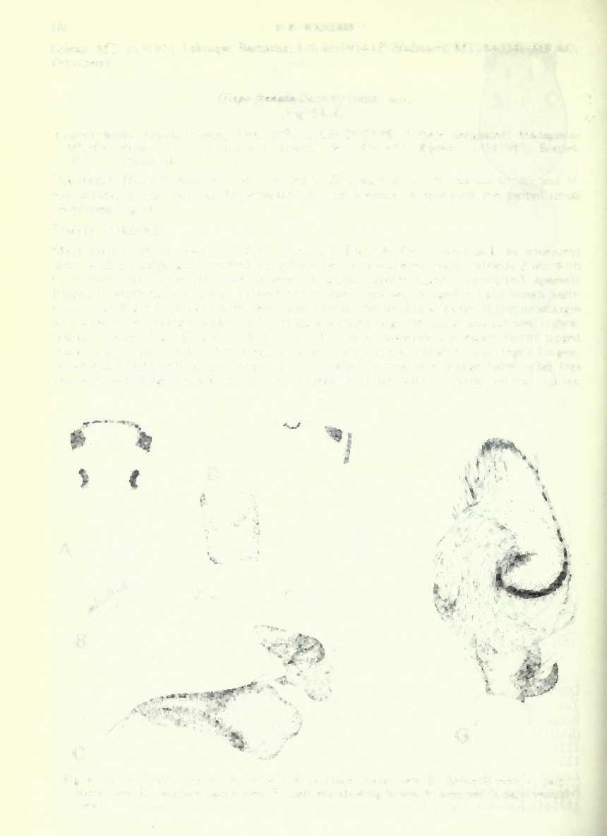 188 F. R. WANLESS Leleup, MT. 1 13785); Tshuapa, Bamania, 1 <f, xii.1954 (P. Hulstaert, MT. 84034) (MRAC. Tervuren). Hispo frenata (Simon) comb. nov. (Fig.