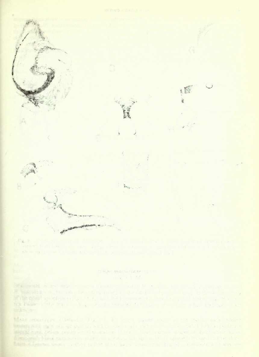 SPIDER GENUS HISPO 191 Fig. 8 Hispo sulcata sp. n., holotype d".