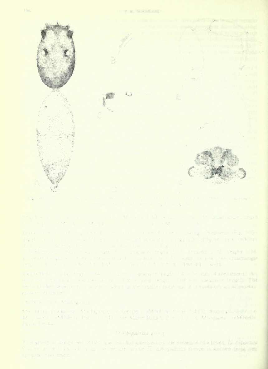 194 F. R. WANLESS B Fig. 10 Hispo cingulata Simon, lectotype 9: A, dorsal view; B, cheliceral teeth; C, carapace, lateral view; D, sternum; E, leg I; f, eipgyne.