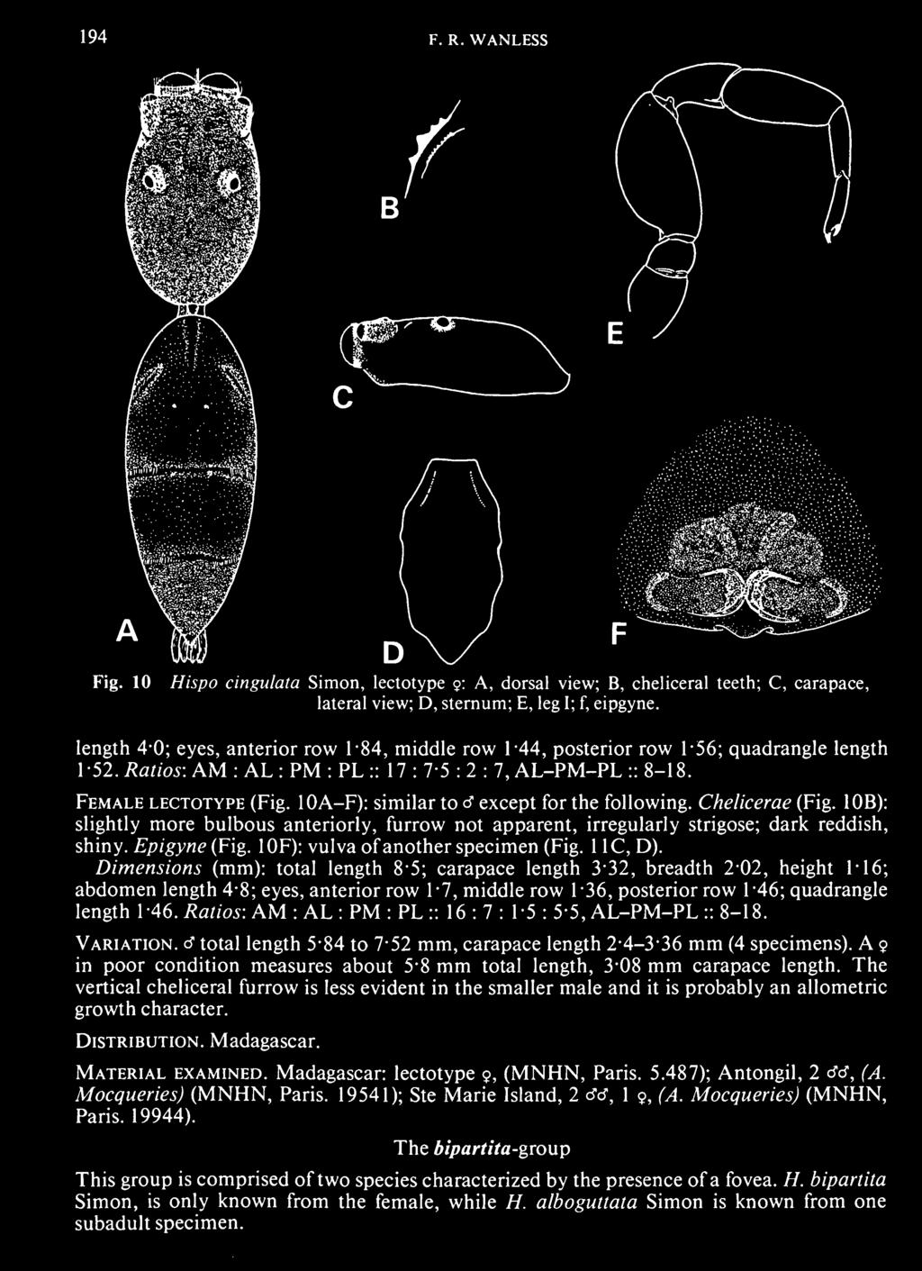 Dimensions (mm): total length 8'5; carapace length 3*32, breadth 2'02, height 1-16; abdomen length 4-8; eyes, anterior row 1-7, middle row 1-36, posterior row 1-46; quadrangle length 1-46.