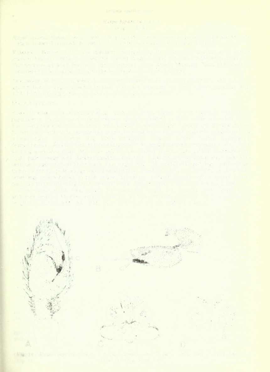 Hispo bipartita Simon, 19030 : SPIDER GENUS HISPO 195 Hispo bipartita Simon (Fig. 12A-F) 1050. LECTOTYPE juvenile, (here designated) Sri Lanka (MNHN, Paris, 20406) [Examined].