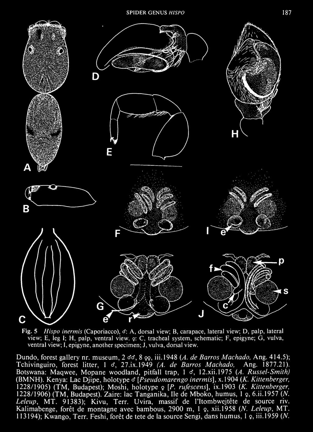 Kittenberger, 1228/1905) (TM, Budapest); Moshi, holotype 9 [P. rufescens], ix.1903 (K. Kittenberger, 1228/1906) (TM, Budapest). Zaire: lac Tanganika, He de Mboko, humus, 1 9, 6.H.1957 (N.