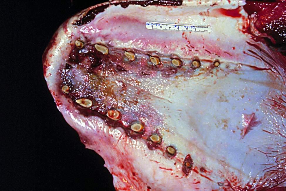 G-1.5 Mouth Sores 1. Where is it found? Mouth sores are found in the mouth of most animals. Sores are common in under-fed animals. Sores may also be a sign of other sicknesses. 2. What is it?