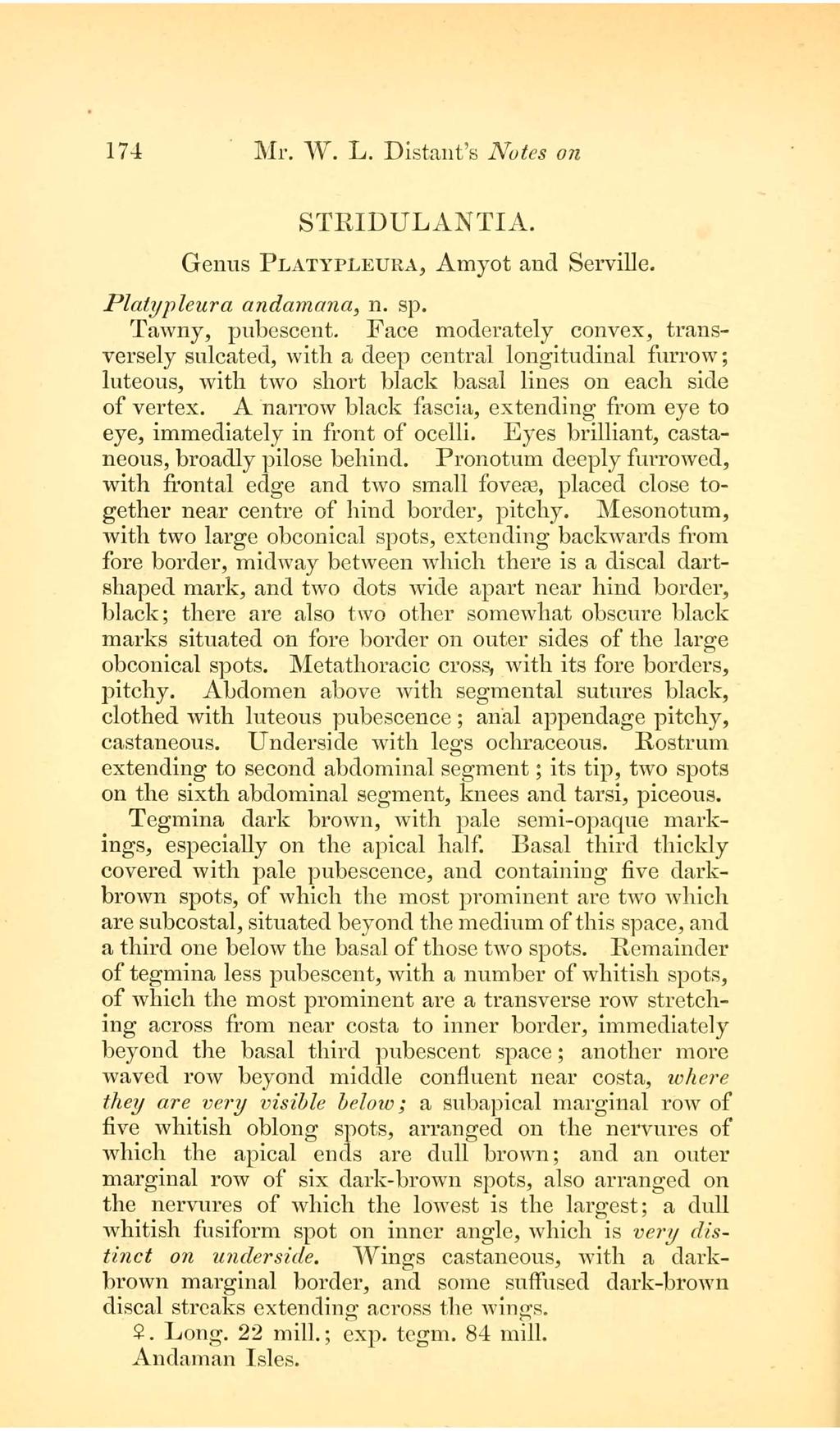 174 " lvlr. W. L. Distn.ut's Notes on " STRIDULANTIA. Genus PLATYPLEURA., Amyot and Serville. Platypleura andamana, n. sp. Tawny, pubescent.