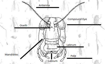 Thorax The prothorax is large and overlaps part of the mesothorax dorsally The fore and middle legs are shorter than the hind legs.