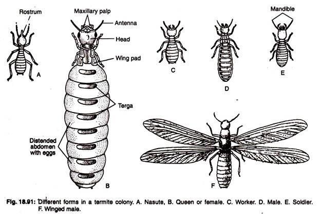 SOCIAL INSECTS These are groups of insects where there is division of labour. Each individual carries a specific role in the community. They include termites, honey bees, ants, etc.