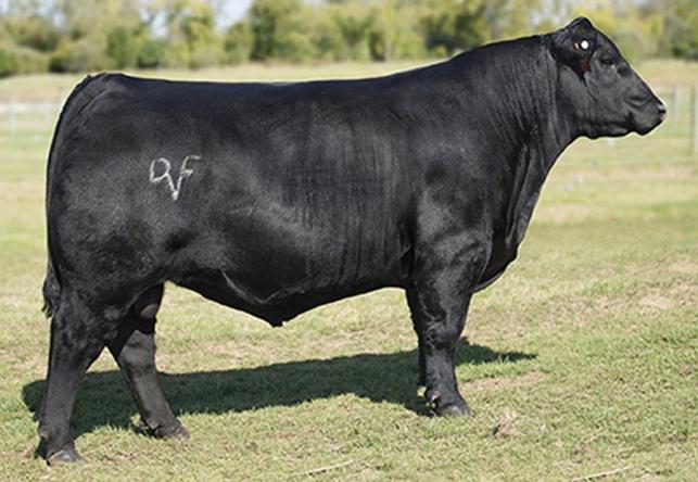 DEER VALLEY PATRIOT 3222 (USA17577916) (CONNEALY CAPITALIST 028 X SITZ UPWARD 307R) $35 Deer Valley Patriot 3222 is a taller framed, clean fronted Capitalist son who combines calving ease, low birth