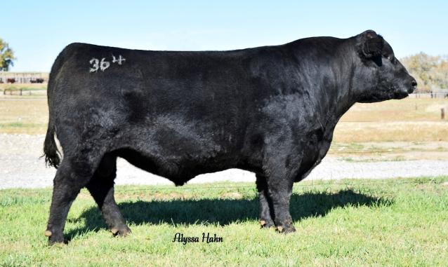 His maternal Grand Sire, Sitz Upward 307R has been extremely popular in the USA and appears in the pedigree of many current and emerging industry AI sires.