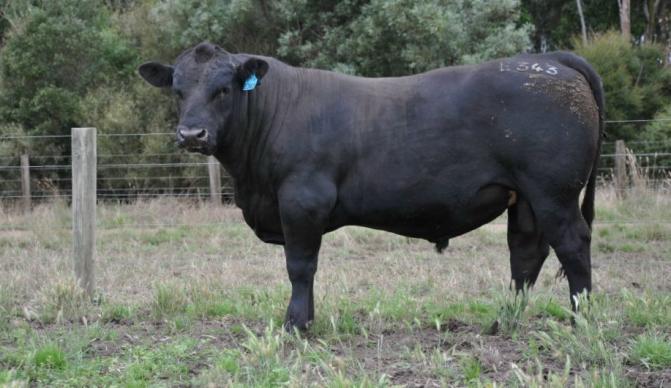 TE MANIA EMPEROR E343 (VTME343) (TE MANIA BERKLEY B1 X BT ULTRAVOX) $50 Te Mania Emperor E343 has become the industry go sire for all round performance and reliability for both commercial and seed