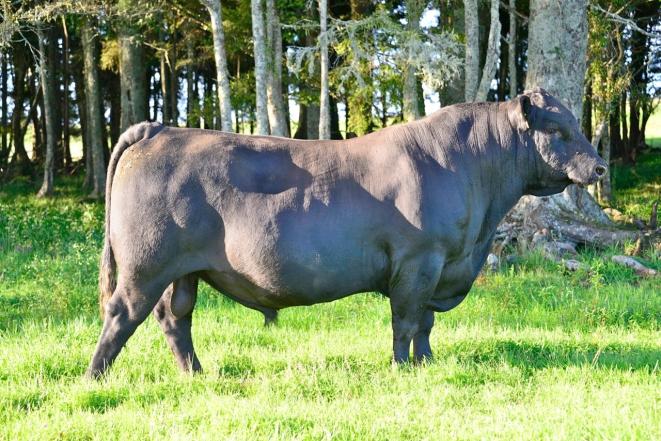 He epimizes the strengths of the 70 year old disciplined Matauri breeding program.