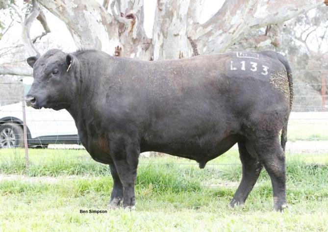 Thomas Up River 1614 who is sired by Sitz Upward 307R and Te Mania Emperor E343. Loch Up is a useful outcross genetic package who can be used as a broad spectrum mating option.