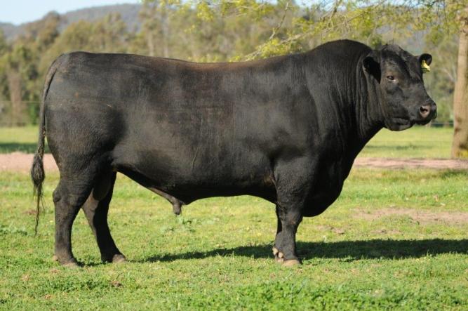 RENNYLEA EDMUND E11 (NORE11) (BOOROOMOOKA UNDERATKEN Y145 X LAWSONS HENRY VIII) $35 A combination of calving ease and low birth weight makes Edmund an obvious choice for any heifer AI project.