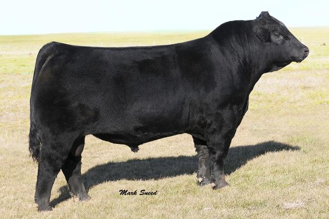 KREBS RANCH ANGUS $250 KOUPALS B&B IDENTITY (USA16710463) (SITZ UPWARD 307R X GAR EXALTATION 31440) We first spotted Identity as a yearling backing up cows in the paddock at Krebs Ranch in 2011.