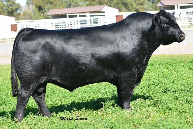 0 54 54 +$ 106 KR STATUS 4267 (KOUPALS B&B IDENTITY X VAR ROCKY 80029) 10 straws $125, 50 straws $90 KR Status 4267 is the standout $145,000 Top Selling bull from the 2015 Krebs Ranch Sale.