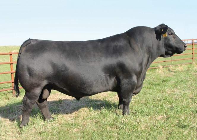 SAV RESOURCE 1441 (USA17016597) $50 (RITO 707 OF IDEAL X SAV 8180 TRAVELER 004) You have see Resource in the flesh truly appreciate his depth, capacity and muscle.