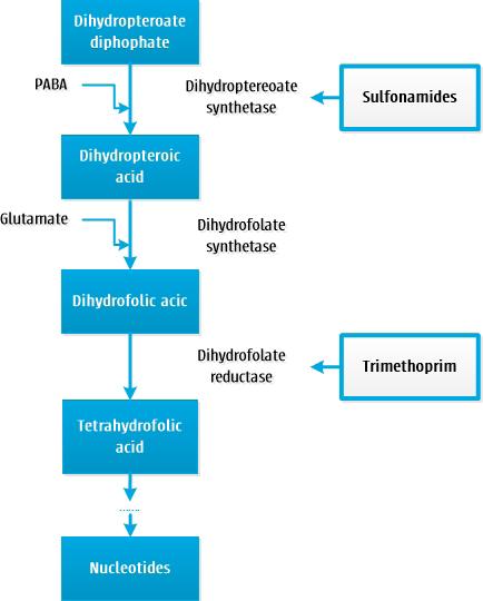 4.1 PHARMACODYNAMICS Diaminopyrimidines and sulphonamides inhibit the DNA synthesis of bacteria by inhibiting the folic acid synthesis.