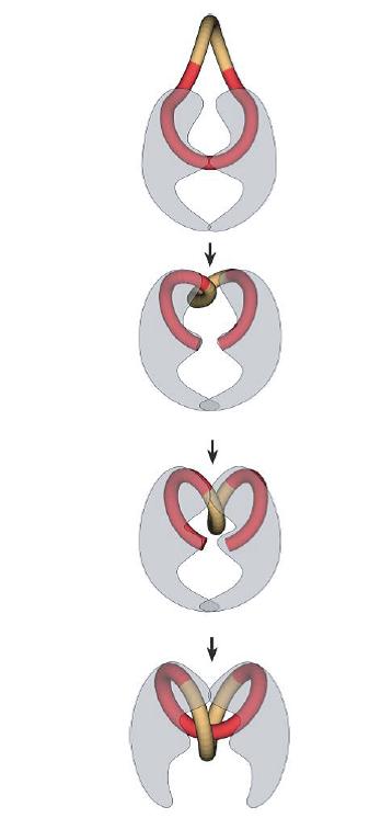 To do this the DNA strands are bound to the enzymes, cut open, turned, and closed. This is illustrated in Figure 7.