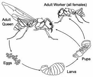 Most adult ants are sterile workers. Winged males and females are produced at certain times of the year. (www.animalspot.