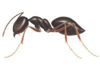 Worker ants may forage for food up to 30 feet from the colony and readily set up trails to help them to move to from food sources at night.