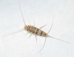 Hahn, University of Minnesota) Silverfish and firebrats are flat, wingless insects that are about 1/4- to 1/2-inch long. They have three long bristletails at the end of their body.