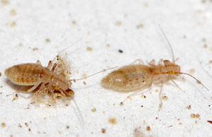 Booklice Booklice (or psocids) are pale to light brown softbodied insects with long antennae. They are not related to the blood-feeding "true" lice that infest humans and animals.