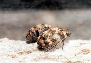 Fabric Pests Carpet Beetles Varied carpet beetle (Kansas Department of Agriculture, Bugwood.org) Varied carpet beetle larva (www.enviro-tec.co.