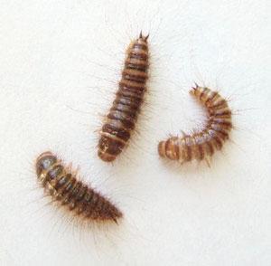 Beetles undergo complete metamorphosis so the hairy, worm-like larvae look very different from the adults.