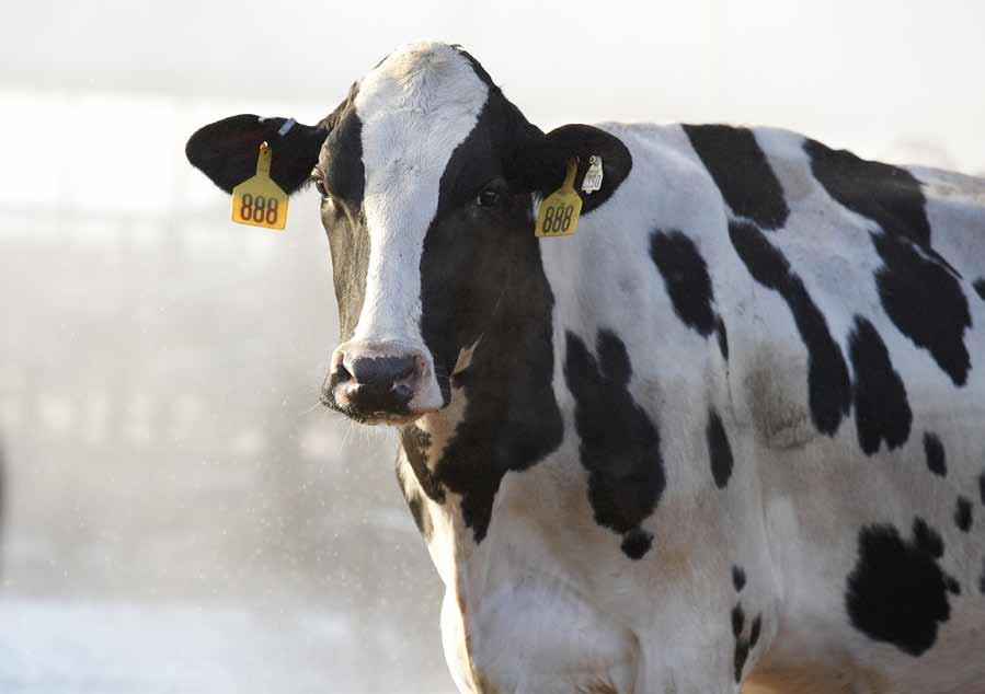 A triple-strength approach to dry cow care The best way to knock out mastitis during the dry period is to implement a milk quality program that focuses on treatment and prevention.