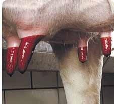 Pinch the teat at base of udder. Insert the ORBESEAL syringe nozzle into the teat canal and inject all contents.