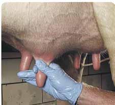 To remove ORBESEAL ORBESEAL removal tips: Make sure to aggressively strip product from udder Clamp teat off at the base of the udder and work the product down To