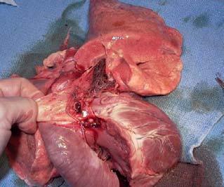 Parasitic Worms Canine Heartworms Feline Heartworms Heartworm Heartworms are the most life-threatening canine parasites.