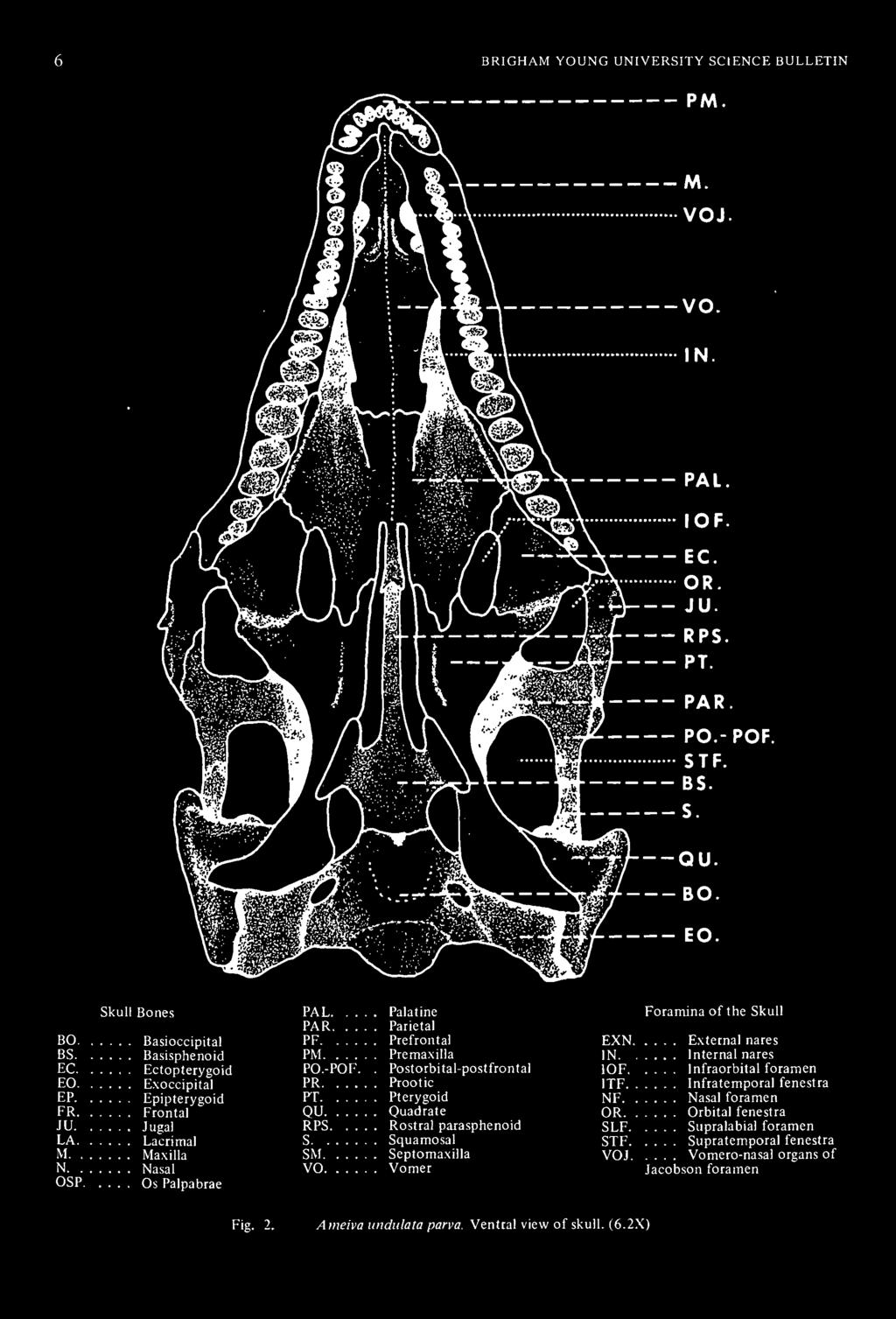 nares Internal nares Infraorbital foramen Infratemporal fenestra Nasal foramen Orbital fenestra Supralabial foramen