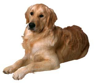 Dogs as Sources of Disease When trying to identify the source of illness in a dog or of an infectious disease, one should address the following topics with the owner in order to gain more information