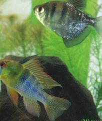 If you want more than one kind of fish in your aquarium, you should choose types that will live peacefully with each