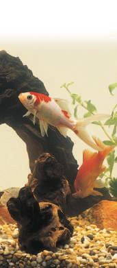 Goldfish usually swim in the middle of the tank but will come to the surface to eat.