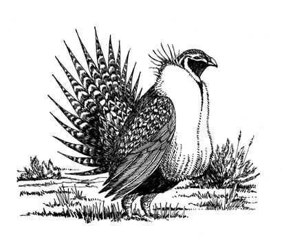 Grouse in Canada
