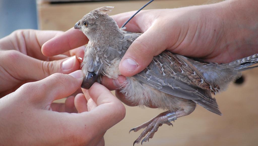 Bobwhite and Scaled Quail Ecology By: Evan Tanner Researchers trapped a scaled quail in western Oklahoma, and are attaching a radio transmitter.