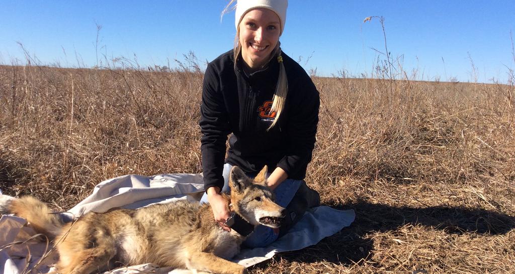 Distribution of Coyotes at the Tallgrass Prairie Preserve in Relation to Anthropogenic Factors By: Shelby Fraser and Sam Fuhlendorf Researchers trapped a coyoted and are fitting it with a GPS collar.