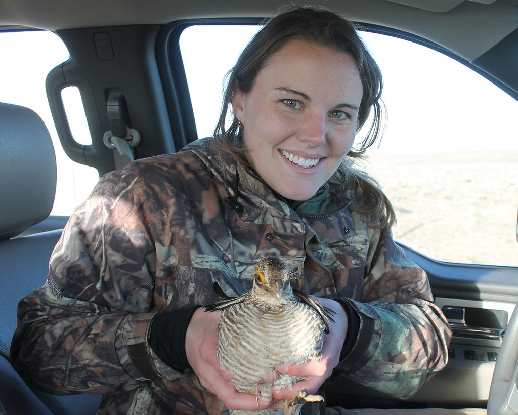 Lesser Prairie-Chicken Research By: Ashley Unger The March 2014 listing of the lesser prairie-chicken as a threatened species has put a spotlight on the conservation needs of this declining bird.