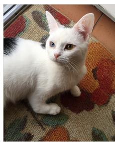 Lizbit In last year's newsletter we introduced you to beautiful Lizbit. a kitten MHS had rescued in depleted condition. What made her rescue critical was a birth defect.