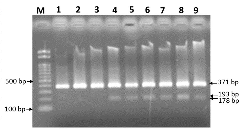 GENOTYPING RESISTANT TICKS & DEVELOPING RAPID DIAGNOSTICS Synthetic pyrethroid (SP) resistance: Super-knock down resistance in voltage sensitive sodium channel, what is the implication on future of