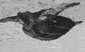 Leatherbacks & PSATs Current attachment methods (e.g.
