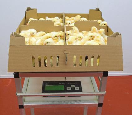Bulk Weigh Brilers The prcedure fr bulk weighing brilers between 0 and 21 days Bird Handling Birds must be handled in a calm and crrect way by peple wh have been apprpriately trained.