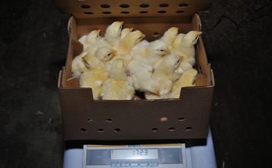 Calculate average chick weight. Plt average weight f all chicks weighed n a weight chart and cmpare t target.